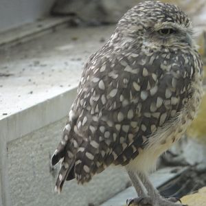 Burrowing owl