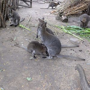 Lovely family scene (Red-necked wallabies)