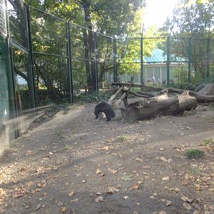 Wolverine enclosure