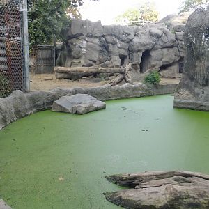 European brown bear exhibit