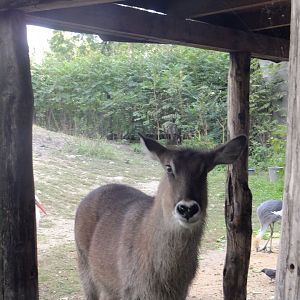 Defassa waterbuck
