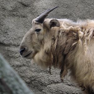 Golden takin