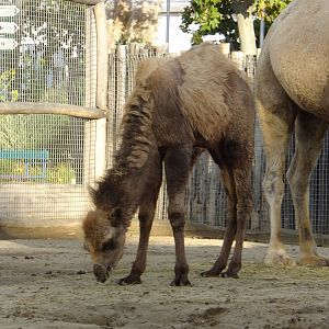 Two-humped camel baby named Ildikó