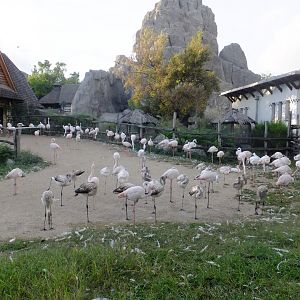 Only half of Budapest Zoo's Greater flamingoes