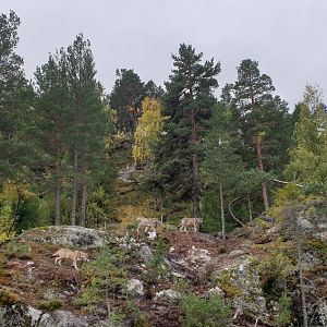 Eurasian wolf enclosure