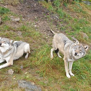 Eurasian Wolf (Canis lupus lupus)