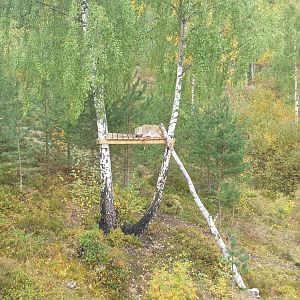 Northern lynx (Lynx lynx lynx)