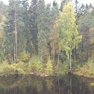 Brown bear enclosure