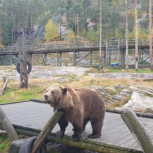 European brown bear (Ursus arctos arctos)