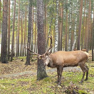 Central European red deer (Cervus elaphus hippelaphus)