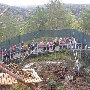 Amur Leopard presentation