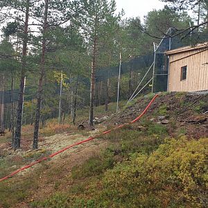 Amur Leopard facility