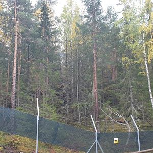 Amur Leopard enclosure