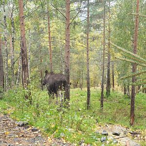 Eurasian elk (Alces alces alces)