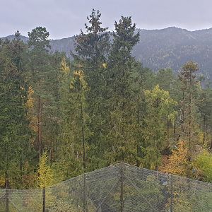 Brown Bear enclosure