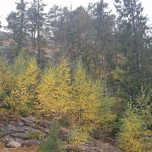 Brown Bear enclosure