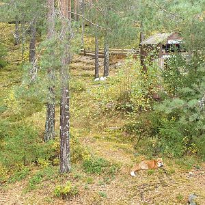 Scandinavian Red Fox (Vulpes vulpes vulpes)