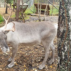 Eurasian forest reindeer (Rangifer tarandus fennicus)