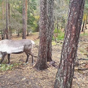 Eurasian forest reindeer (Rangifer tarandus fennicus)