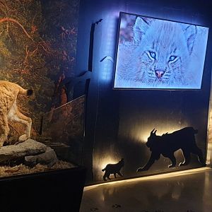 Northern Lynx diorama