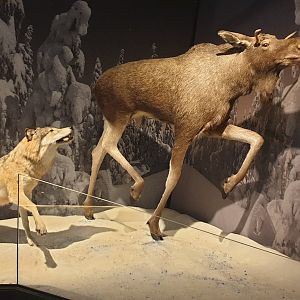 Hunting Wolf diorama