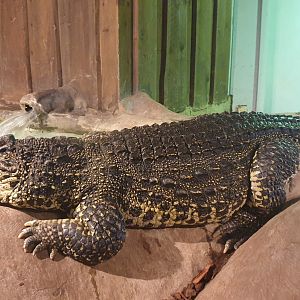 Cuban Crocodile