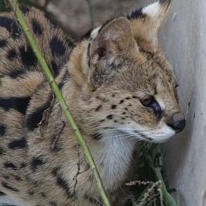 Serval