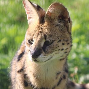 Serval