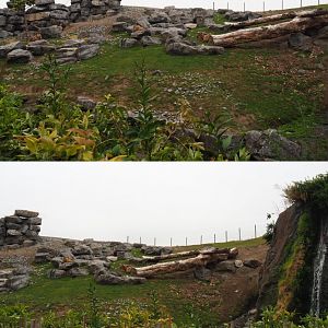 Golden takin exhibit, 2020-09-03