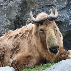 Golden takin (Budorcas taxicolor bedfordi), 2020-09-03