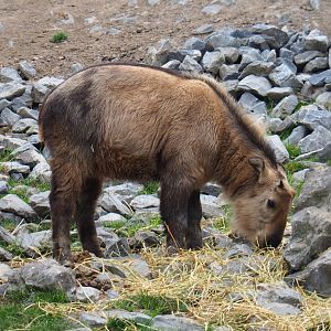Juvenile Golden takin (Budorcas taxicolor bedfordi), 2020-09-03