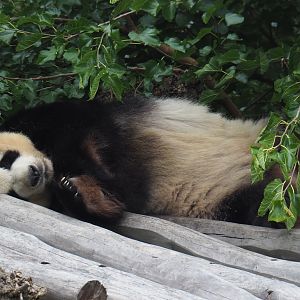 Giant panda Xing Hui (Ailuropoda melanoleuca), 2020-09-03