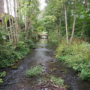 Dender river flowing through Pairi Daiza, between Siberian crane exhibit and Koala house, 2020-09-03
