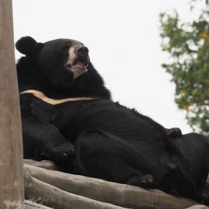 Asiatic black bear (Ursus thibetanus), 2020-09-03