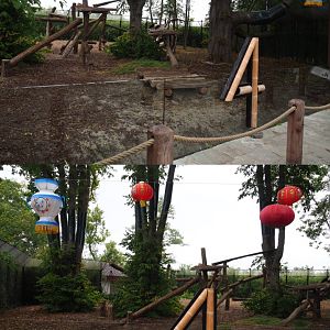Third Giant panda exhibit - Tian Bao (With 4th anniversary decorations), 2020-09-03
