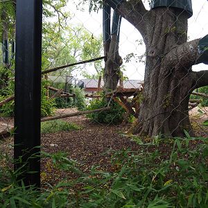 Third Giant panda exhibit - Tian Bao, 2020-09-03