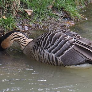 Nene or Hawaiian goose (Branta sandvicensis), 2020-09-03