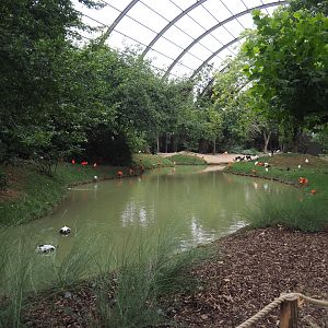 View in renovated giant walk-through aviary, 2020-09-03