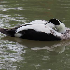 European common eider drake (Somateria mollissima mollissima), 2020-09-03