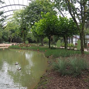 View in renovated giant walk-through aviary, 2020-09-03