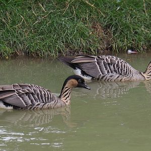 Nenes or Hawaiian geese (Branta sandvicensis), 2020-09-03