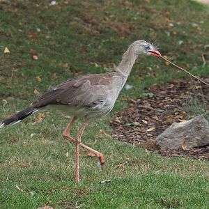 Red-legged seriema (Cariama cristata), 2020-09-03