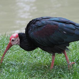 Southern bald ibis (Geronticus calvus), 2020-09-03