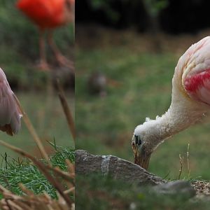 Roseate spoonbill (Platalea ajaja), 2020-09-03
