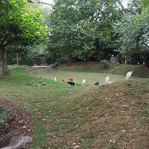 View in renovated giant walk-through aviary, 2020-09-03