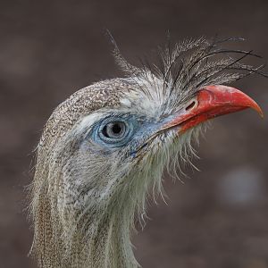 Red-legged seriema (Cariama cristata), 2020-09-03
