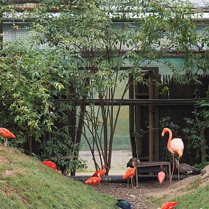 Access to giant aviary bird holding and indoor areas, 2020-09-03