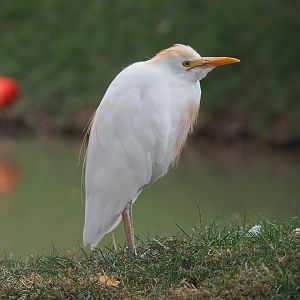 Western cattle egret (Bubulcus ibis ibis), 2020-09-03