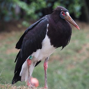 Abdim's Stork (Ciconia abdimii), 2020-09-03