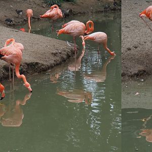 American flamingos (Phoenicopterus ruber), 2020-09-03